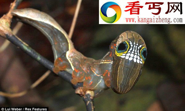 罕见毛毛虫造型似骷髅头