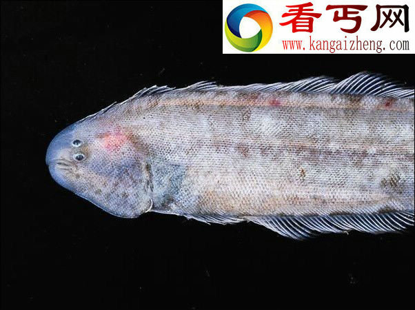 新西兰深海现奇趣生物:多毛纲蠕虫似皮皮虾