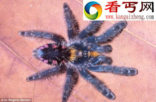 发现9种巴西雨林树栖彩色新物种狼蛛
