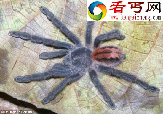 发现9种巴西雨林树栖彩色新物种狼蛛