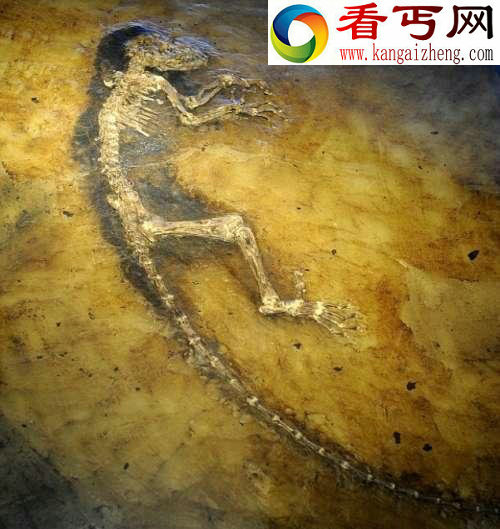恐龙灭亡的7种观点