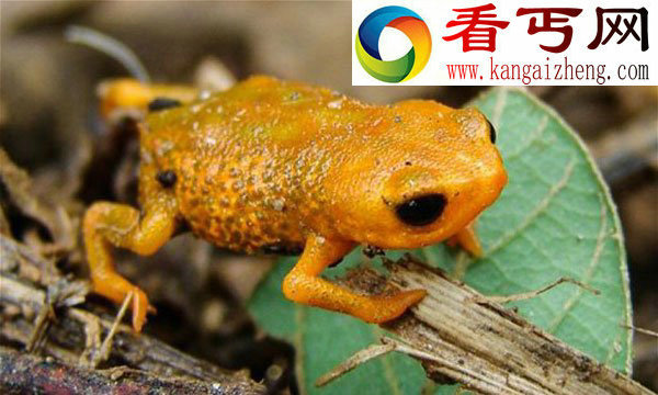 巴西发现体长仅1.5厘米奇特三趾青蛙