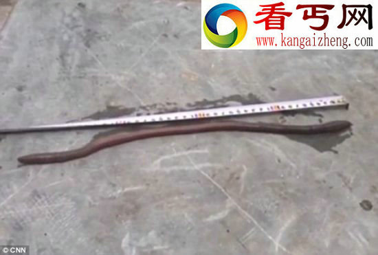 罕见发现！半米长的蚯蚓