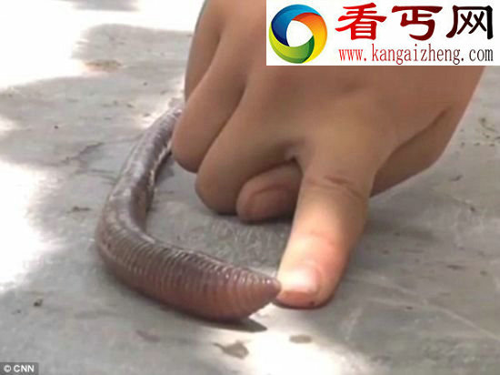 罕见发现！半米长的蚯蚓