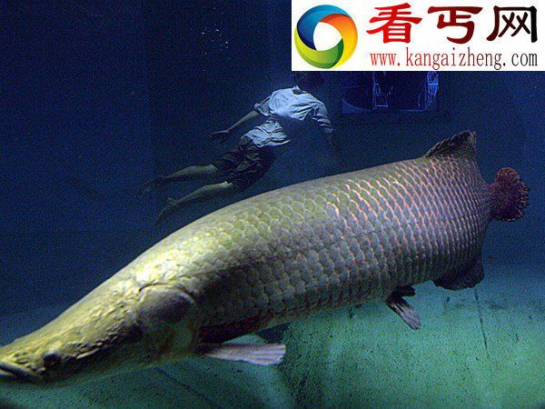 巨无霸淡水鱼家族濒危灭绝