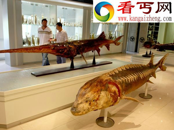 巨无霸淡水鱼家族濒危灭绝