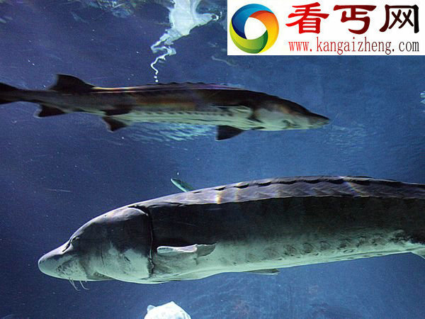 巨无霸淡水鱼家族濒危灭绝