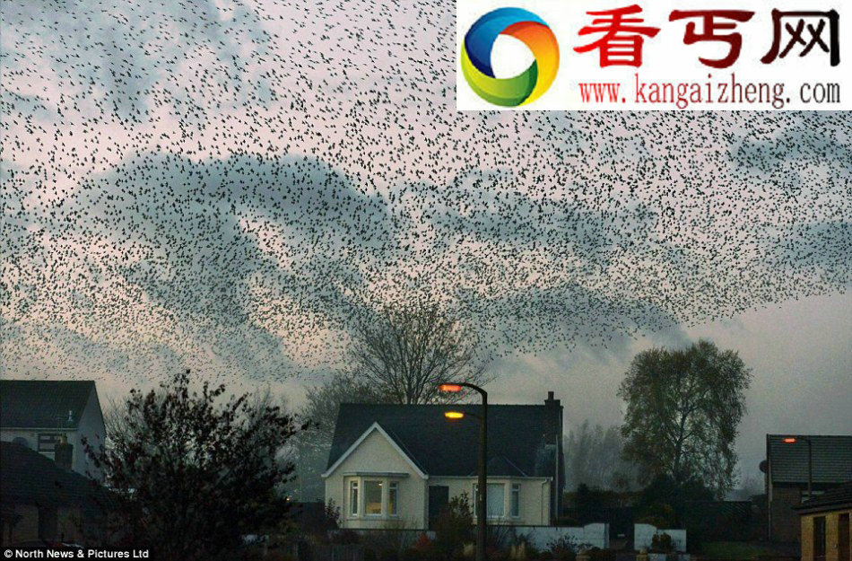 苏格兰现数百万星椋鸟迁徙奇观