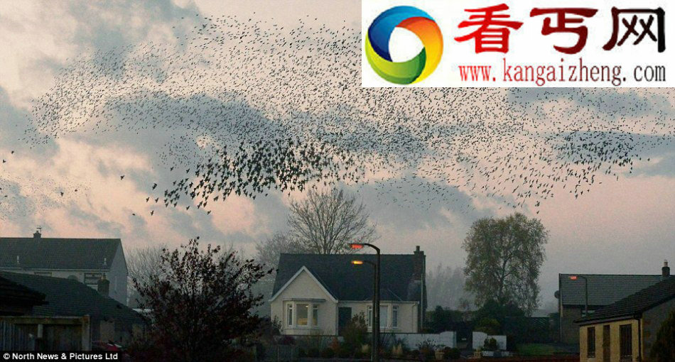 苏格兰现数百万星椋鸟迁徙奇观