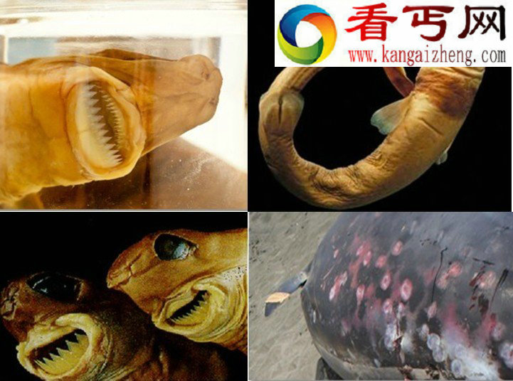 自然界中最恐怖7张嘴 吸血鬼鱼牙齿长达15厘米