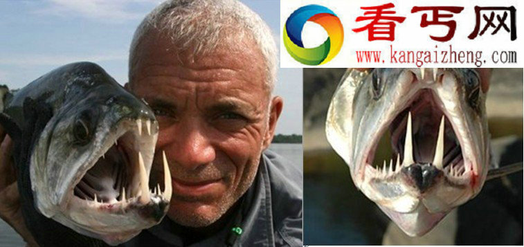 自然界中最恐怖7张嘴 吸血鬼鱼牙齿长达15厘米