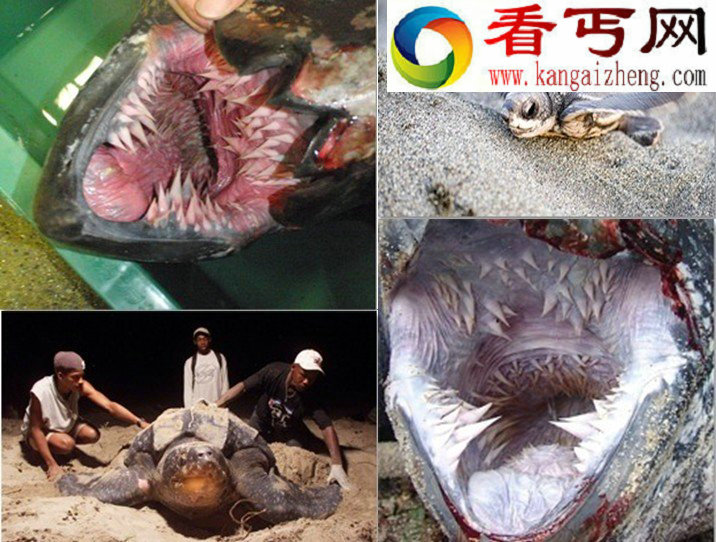 自然界中最恐怖7张嘴 吸血鬼鱼牙齿长达15厘米