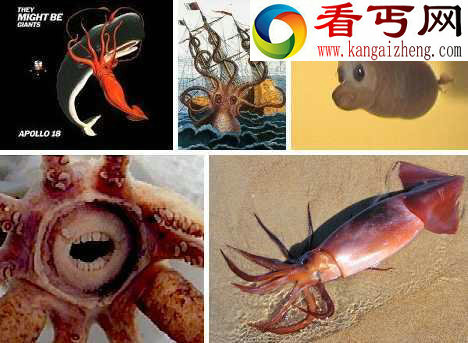世界上最神奇怪异的八种鱿鱼