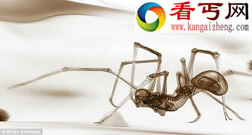人类与动物的神秘杂交体