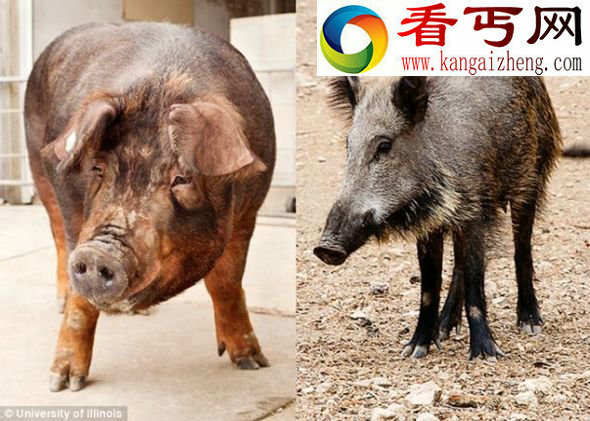 奇！猪拥有与人类非常相似基因特征