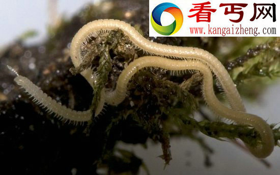 拥有750条腿的奇异生物