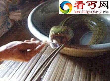 越南男子捕获一蛇头猪舌长相怪异＂怪鱼＂ (图) 
