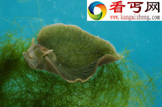盘点最像植物的动物 蚜虫能够合成类胡萝卜素(组图)