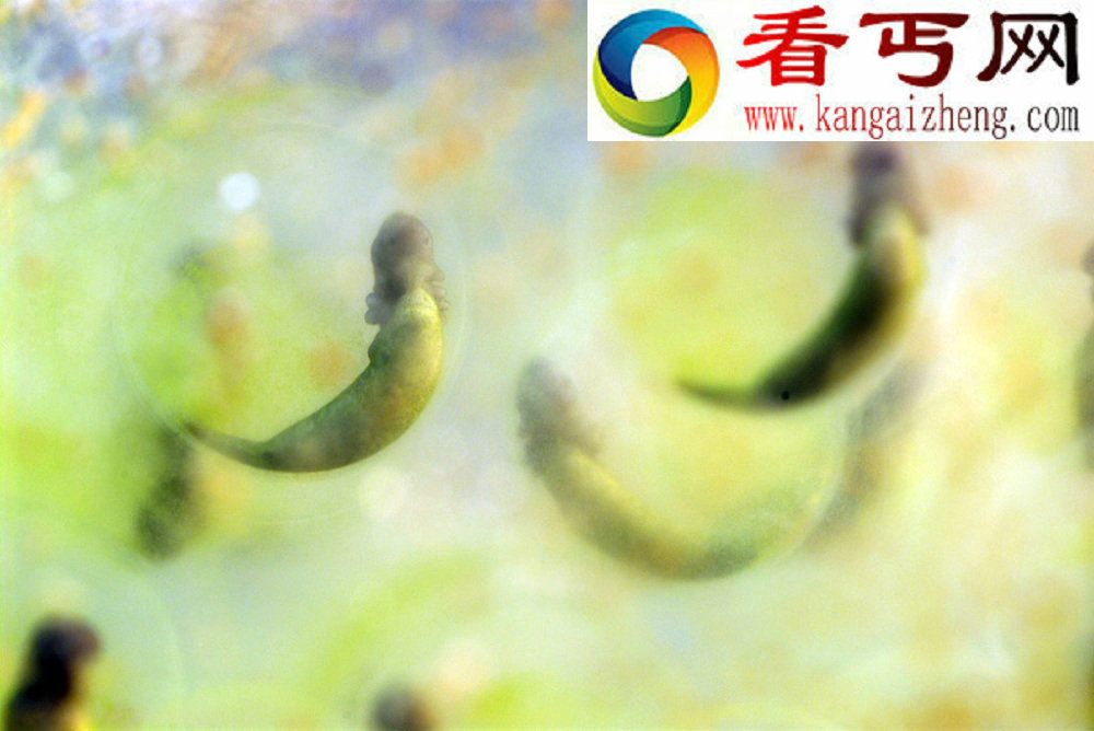 盘点最像植物的动物 蚜虫能够合成类胡萝卜素(组图)