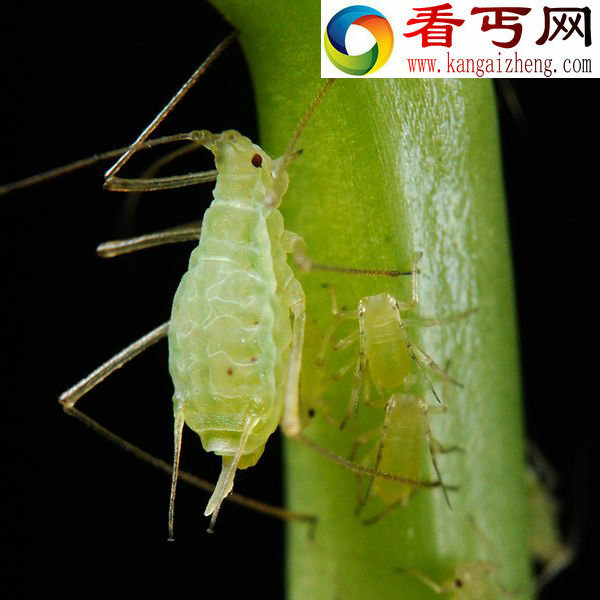 盘点最像植物的动物 蚜虫能够合成类胡萝卜素(组图)