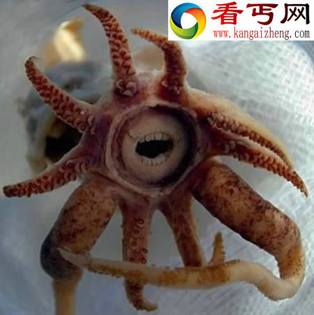 十种长怪牙的动物