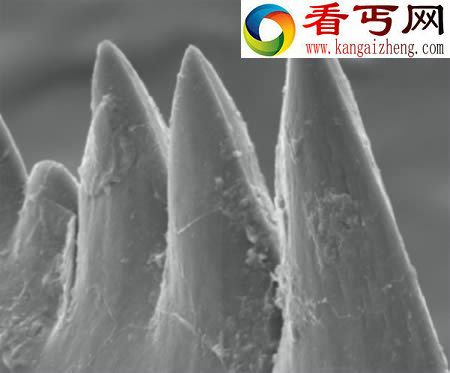 十种长怪牙的动物