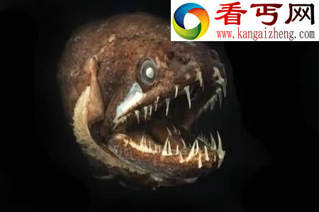 十种长怪牙的动物