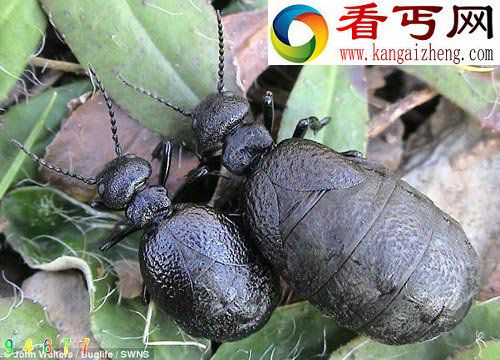 已被认定为灭绝100多年的甲壳虫重现德文郡