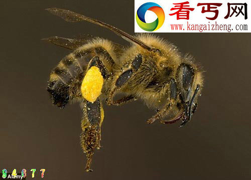 已被认定为灭绝100多年的甲壳虫重现德文郡