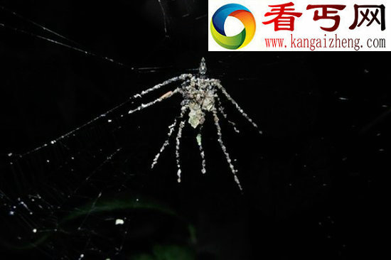 蜘蛛也有替身能“编织替身”的神奇蜘蛛物种