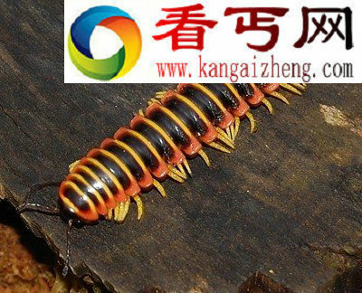 雪貂发情期不交配就会死