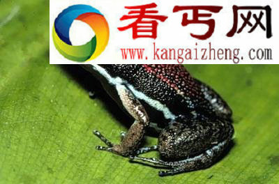 雪貂发情期不交配就会死