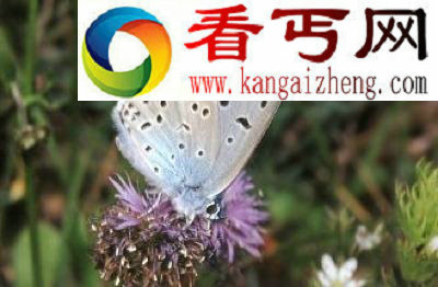 雪貂发情期不交配就会死