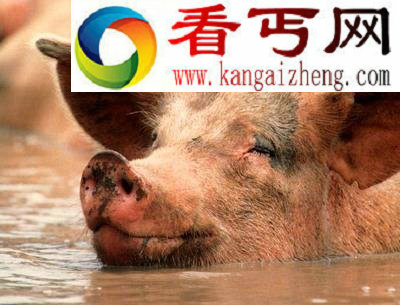 雪貂发情期不交配就会死