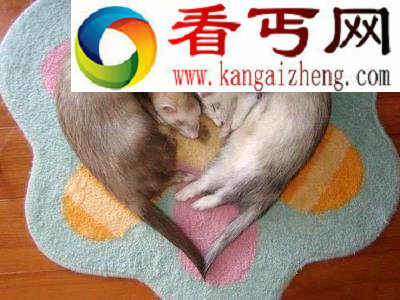 雪貂发情期不交配就会死
