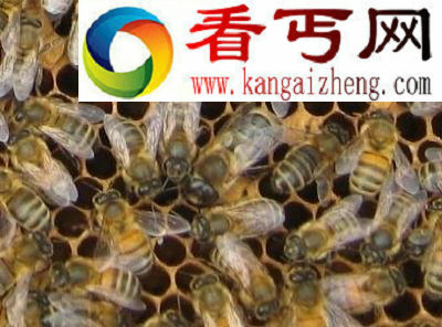 雪貂发情期不交配就会死