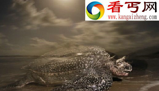 世界十种濒危海洋动物鲸鲨是鲨鱼，更像是鲸鱼