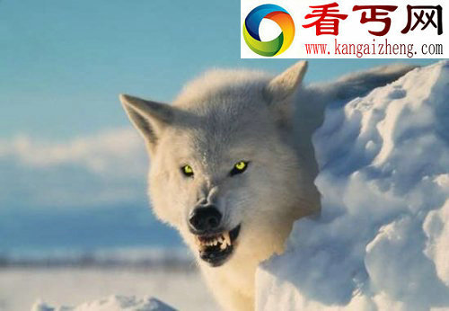 盘点银幕残暴动物食人野猪极其恐怖[图] 