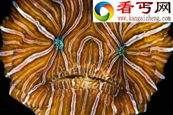 近3年30大新物种吸血水蛭与恐龙代
