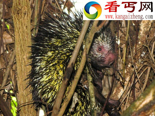 秘鲁发现多种新生物物种