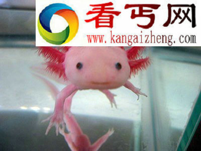世界上9大奇异动物眼镜猴颈部几乎可旋转360度