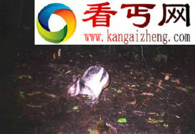 世界上9大奇异动物眼镜猴颈部几乎可旋转360度