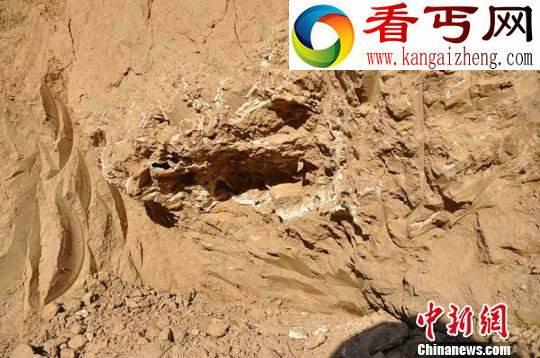 甘肃省发现距今约260万年前古象化石(图)