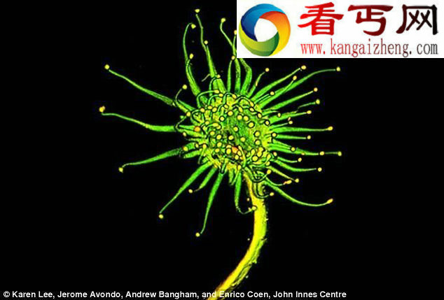 高精密显微仪器下生物的不为人知一面