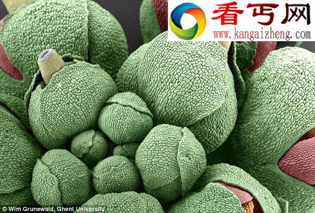 高精密显微仪器下生物的不为人知一面