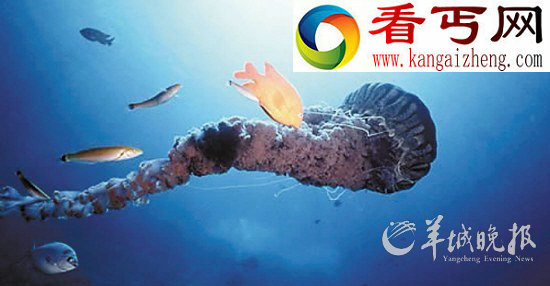 深海发现长度约为人类身高2倍巨型水母