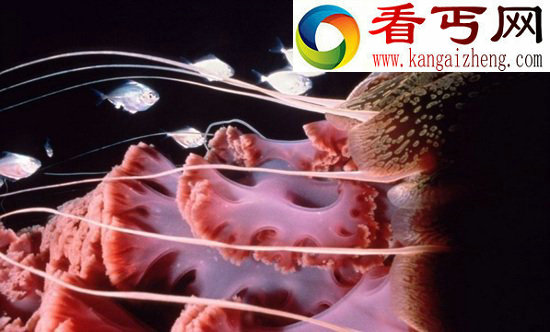 深海发现长度约为人类身高2倍巨型水母