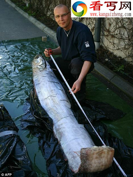 深海怪兽皇带鱼探秘