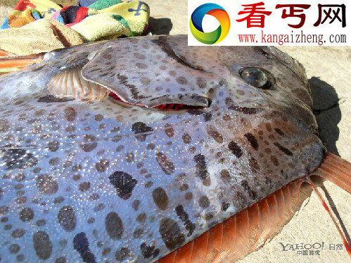 深海怪兽皇带鱼探秘
