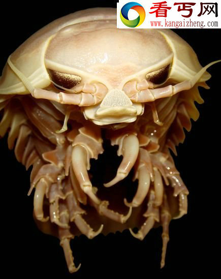 深海罕见发光生物看上去就像来自外星一样